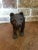 Antiique Black Forest Bear For Sale In San Antonio - Image 6 of 9