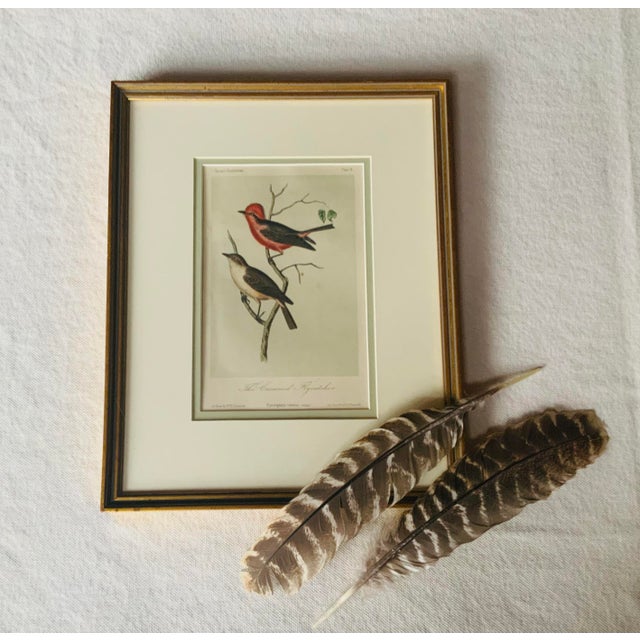 Antique Hand-Colored Litghograph , "The Crowned Flycatcher" C. 1853 For Sale - Image 10 of 18