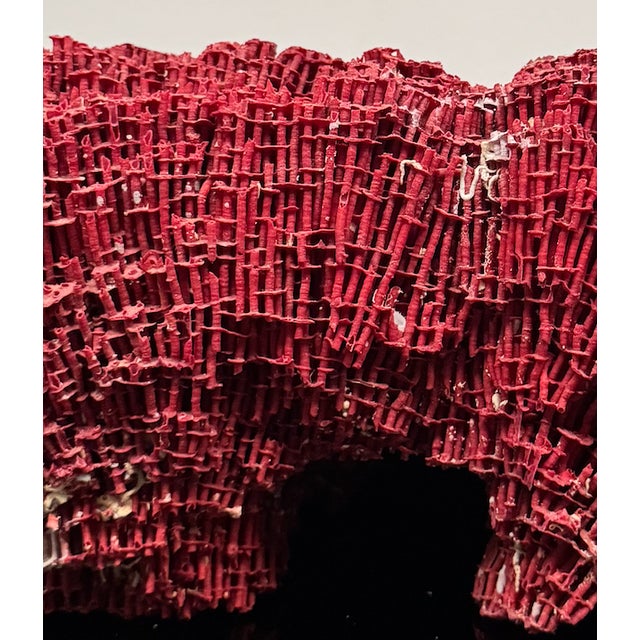 Red Large Specimen of Red Pipe Organ Coral For Sale - Image 8 of 9