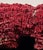 Red Large Specimen of Red Pipe Organ Coral For Sale - Image 8 of 9