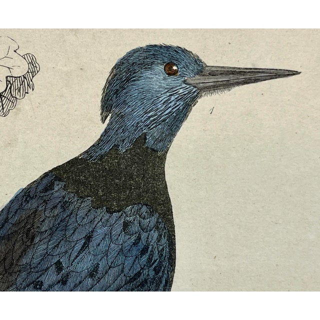 Antique Hand Colored Bird Print From England Showcasing Several Varieties of WoodPeckers - Circa 1850 For Sale - Image 9 of 12