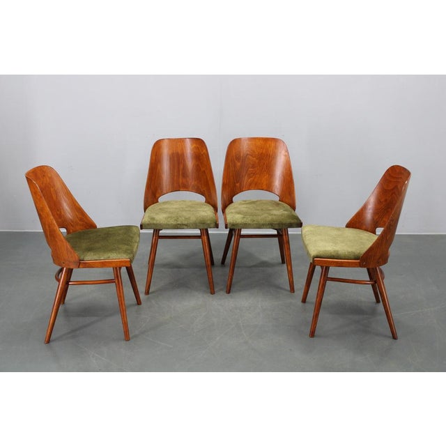 Mid-Century Model Ton 514 Dining Chairs attributed to Osvald Haerdtl for Ton, 1960s, Set of 4 For Sale - Image 3 of 16