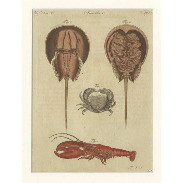 Antique Lobster Crab and Horseshoe Crab Engraving by Bertuch, 1792 For Sale - Image 3 of 9