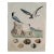 19th Century German Lithograph of Birds and Bird Eggs For Sale