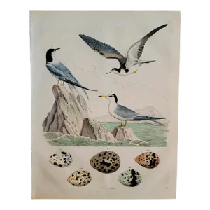19th Century German Lithograph of Birds and Bird Eggs