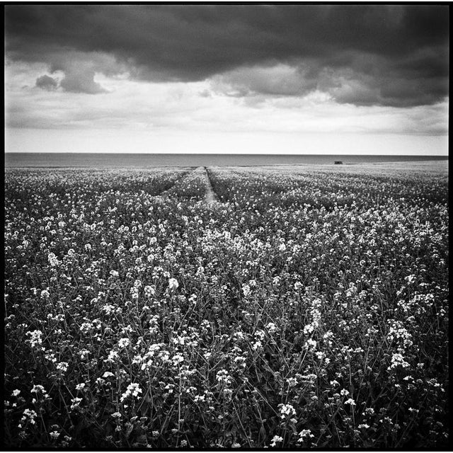 Not Yet Made - Made To Order Paul Cooklin, Rapeseed, Happisburgh I, Norfolk, Edition of 50 For Sale - Image 5 of 5