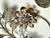 Italian Wall Sconces with Amethyst and Smoky Glass Blossoms, 1950s, Set of 2 For Sale - Image 17 of 18