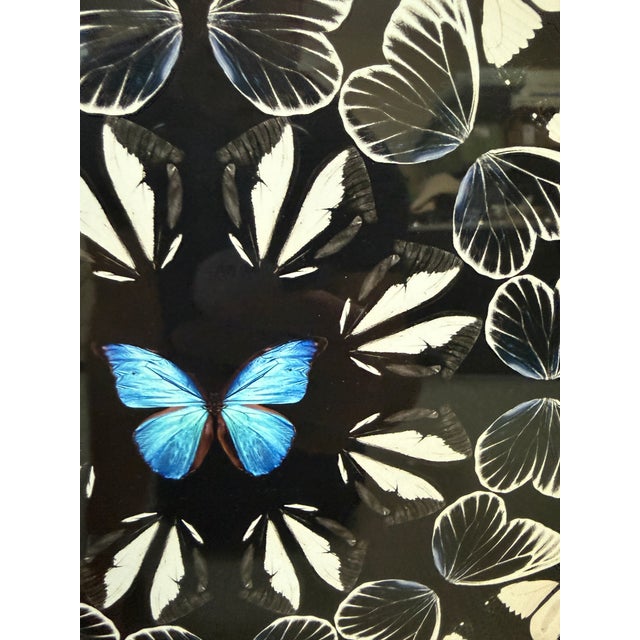 Paint Laitan Home Decorations Butterfly Print Art Work, Framed For Sale - Image 7 of 12