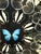 Paint Laitan Home Decorations Butterfly Print Art Work, Framed For Sale - Image 7 of 12