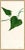 Contemporary Ivy III Framed Art Print by Susan Hable For Sale - Image 3 of 3