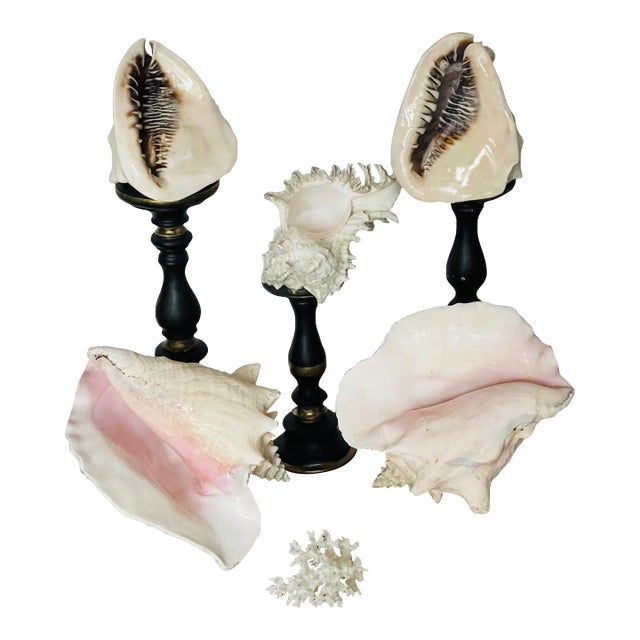 Set of 5, 1970s Large Sea Shells Collection on Stands For Sale
