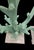 Traditional Vintage Faux Mint Green Coral Coastal Table Lamps With Chinoiserie Bird Branch Shades- A Pair For Sale - Image 3 of 8