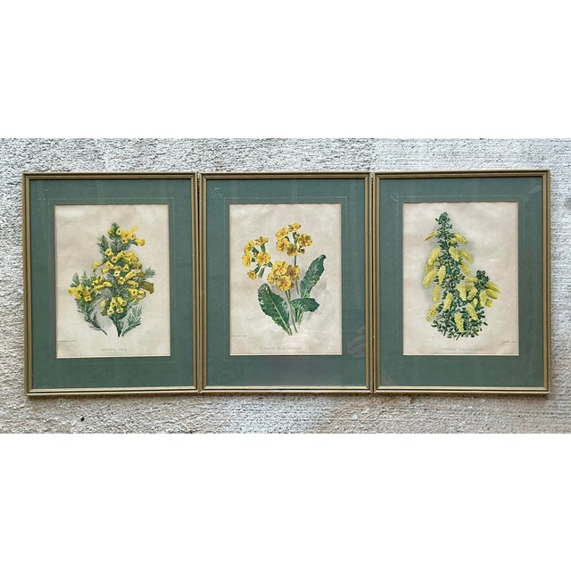 Green Vintage Framed Botanical Floral Illustrations - Set of 3 For Sale - Image 8 of 12
