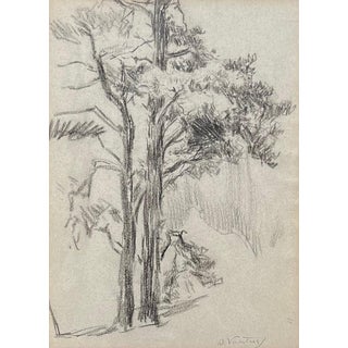 Otto Vautier, Tree, Graphite on Paper For Sale