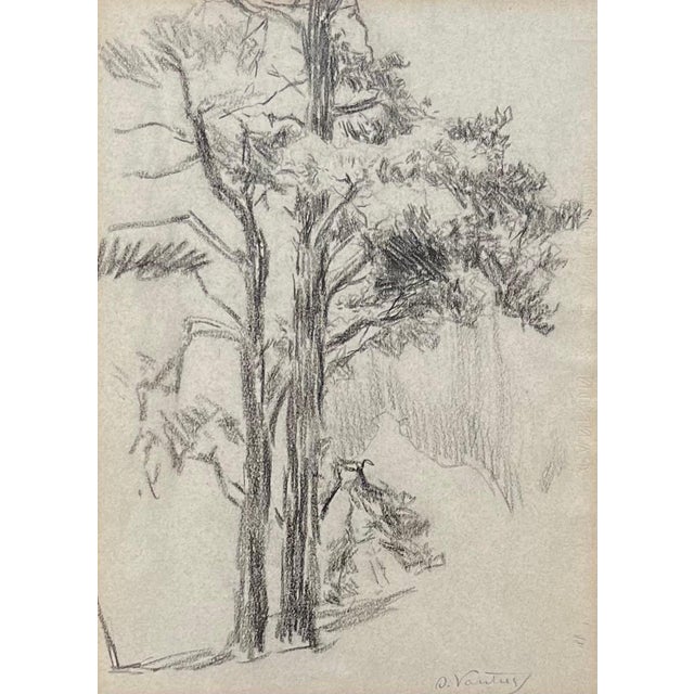 Otto Vautier, Tree, Graphite on Paper For Sale