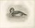 After Lilian Medland, Merganser and Young, 1909, Print For Sale - Image 3 of 9