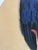 Petrus De Man, The Goat, 2005, Silkscreen For Sale - Image 8 of 9