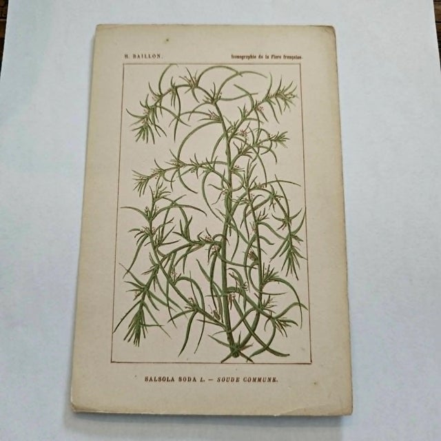 Original 19th-century French botanical lithograph by renowned botanist **Henri Ernest Baillon**, published in Paris...