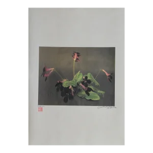 Dark Purple Plant, Jonathan Singer