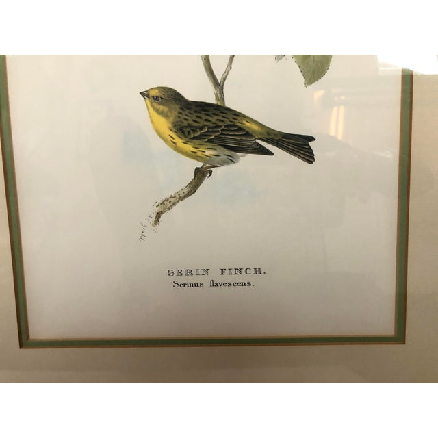 Vintage Framed Botanical Bird Prints Set of 2 Chairish