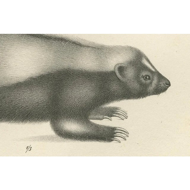 C.C. G. Zool., A Skunk and European Otter, 1836, Lithograph For Sale - Image 3 of 10