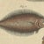 Bertuch, Five Soles and Flatfish, 1815, Print For Sale - Image 6 of 12
