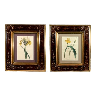 Pair of Antique Botanical Iris Engravings, Curtis's Botanical Magazine, Framed, 1803–1804 For Sale