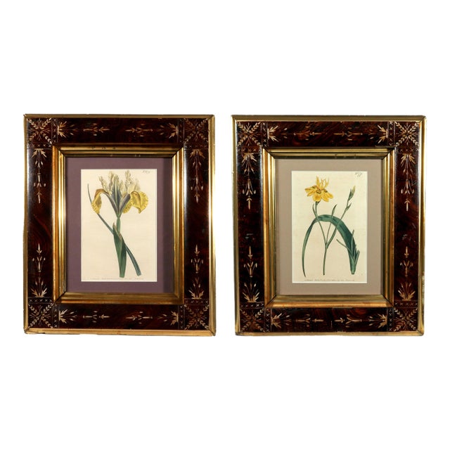 Pair of Antique Botanical Iris Engravings, Curtis's Botanical Magazine, Framed, 1803–1804 For Sale