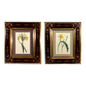 Pair of Antique Botanical Iris Engravings, Curtis's Botanical Magazine, Framed, 1803–1804