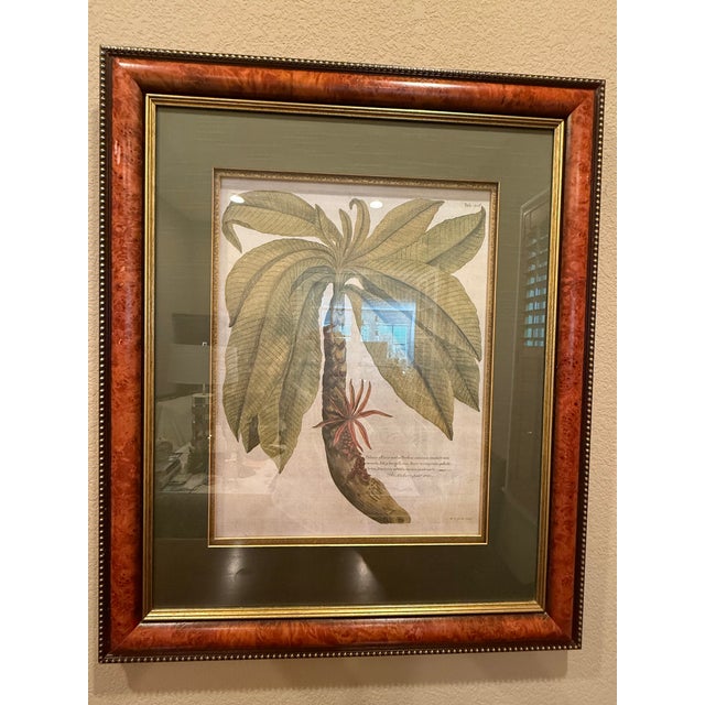 Traditional Ethan Allen Framed Anchovy Pear Tree Print For Sale - Image 3 of 10