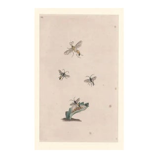 Antique Hymenoptera Insect Handcolored Engraving For Sale