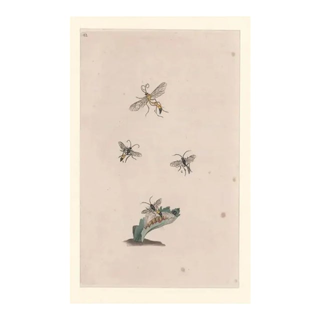 Antique Hymenoptera Insect Handcolored Engraving For Sale