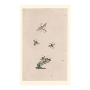 Antique Hymenoptera Insect Handcolored Engraving