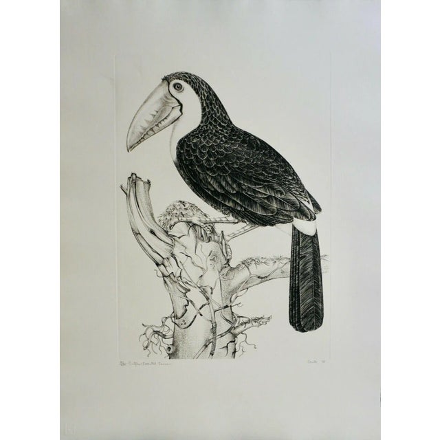 1970s Jack Coutu Sulphur Breasted Toucan Etching For Sale