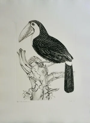 1970s Jack Coutu Sulphur Breasted Toucan Etching