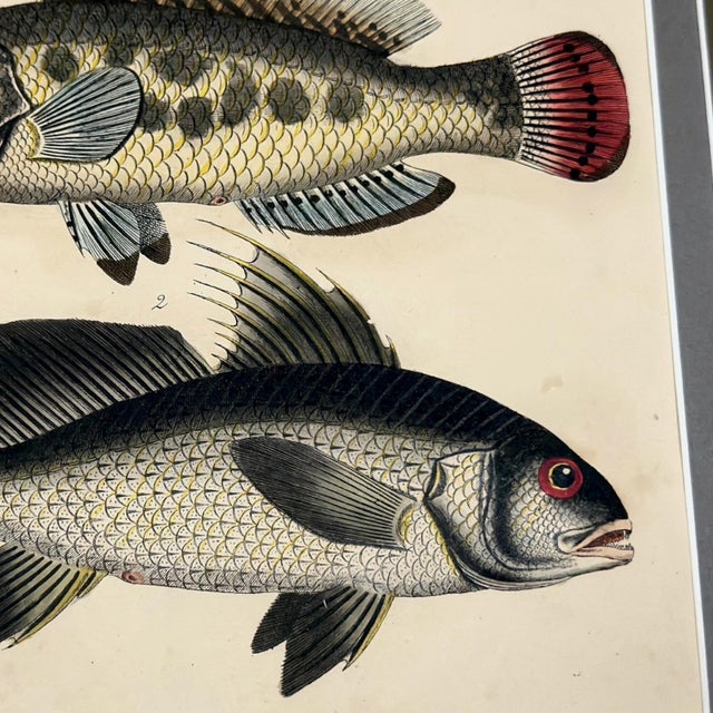 1826 Antique Hand-Colored Fish Lithograph | Archivally Matted For Sale - Image 4 of 4