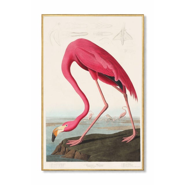 Audubon Flamingo & Heron Set, Vintage Art Print Reproductions, 24″ × 36″ For Sale - Image 4 of 10