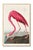 Audubon Flamingo & Heron Set, Vintage Art Print Reproductions, 24″ × 36″ For Sale - Image 4 of 10