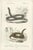 Charles Henry Dessalines d'Orbigny, Snakes and Reptiles, 1861, Prints, Set of 7 For Sale - Image 4 of 9