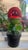 Classic Movie Memorabilia Animated Audrey Plant For Sale - Image 12 of 15