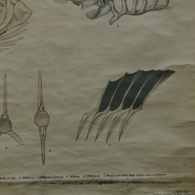 Vintage Swedish Black and White Skeleton of a Fish Rollable Wall Chart For Sale - Image 6 of 7