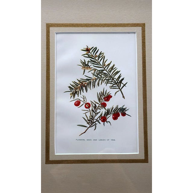 1900 - 1909 Italian Mirror Frame With English Chromolithographic Floral Prints - 04 For Sale - Image 5 of 12