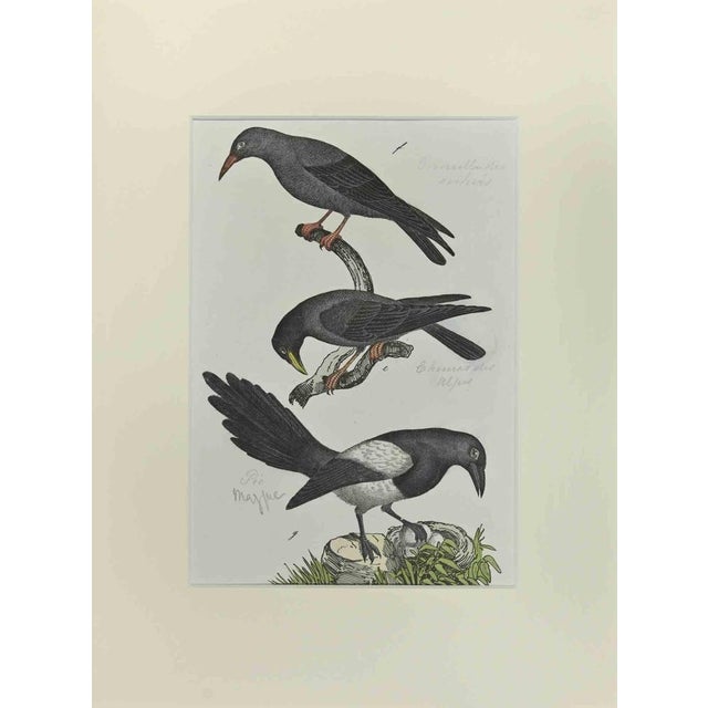 Johann Friedrich Naumann, Alpine Crow, Etching, 1840 For Sale - Image 3 of 3