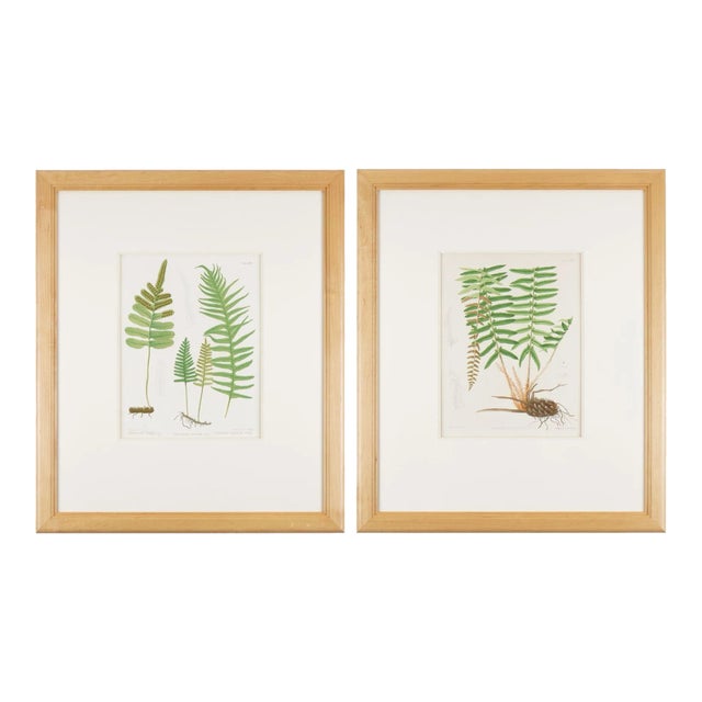 Framed Pair of Prints From “The Ferns of North America" by Daniel Cady Eaton, 1879 For Sale