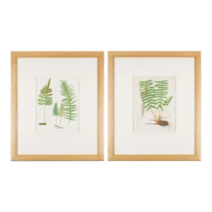 Framed Pair of Prints From “The Ferns of North America" by Daniel Cady Eaton, 1879