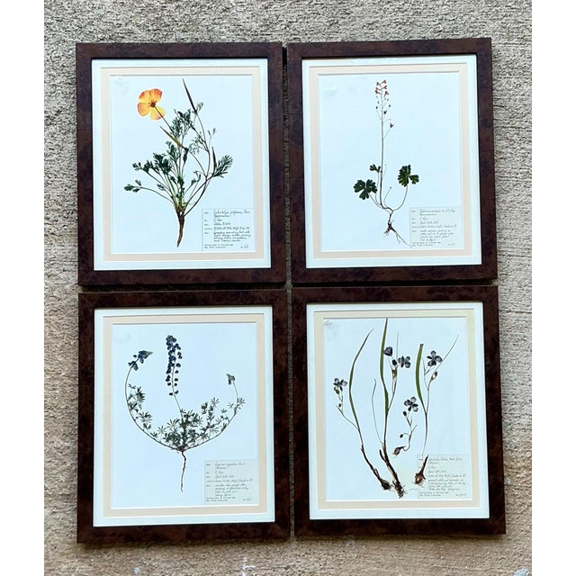 Vintage Botanical Herbarium Prints in Wood Frames - Set of 4 For Sale In West Palm - Image 6 of 13