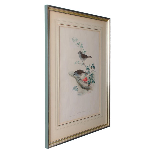 English Gould Accentor Modularis For Sale - Image 3 of 8