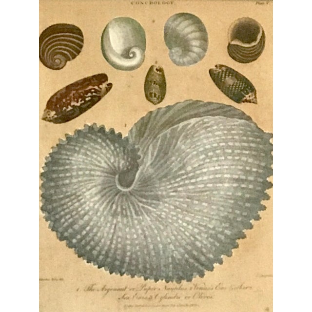 Hand Colored Engraving of Shells Published in 1802 by J. Wilkes and Sculptor J. Chapman. After Artwork by Alberta Seba,...
