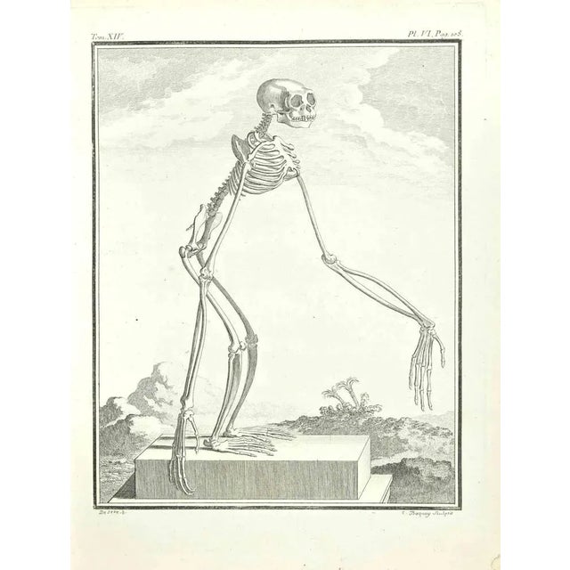 Skeleton of a Monkey is an etching realized by Jean Charles Baquoy in 1771. Signed in flat. The Artwork Belongs to the...