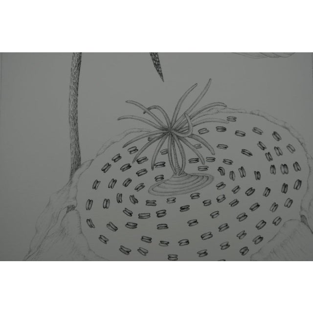 Contemporary Gochka Charewicz, L'arum, Lithograph For Sale - Image 3 of 7